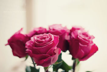 308/365 Birthday flowers - image gratuit #285823